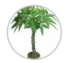 綠植搭配也有講究！